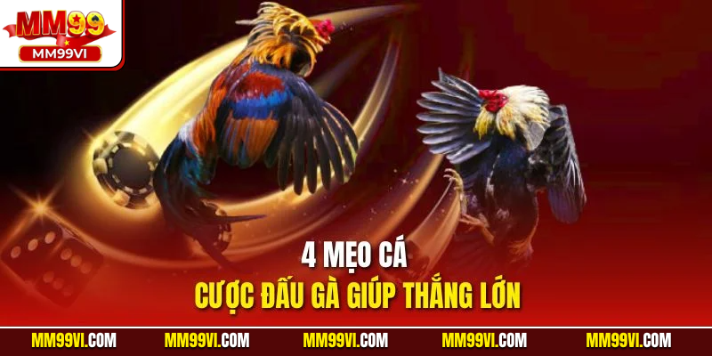 4 mẹo cá cược đấu gà giúp thắng lớn