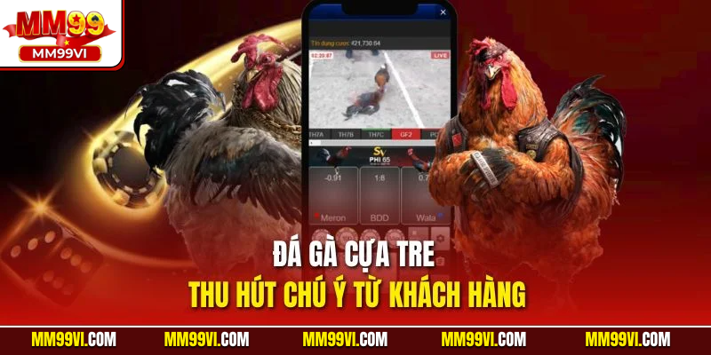 Đá gà cựa tre thu hút chú ý từ khách hàng