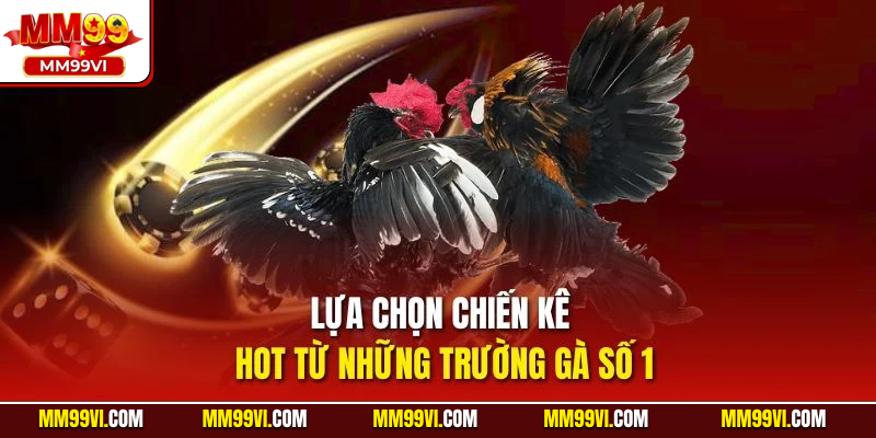 Lựa chọn chiến kê hot từ những trường gà số 1