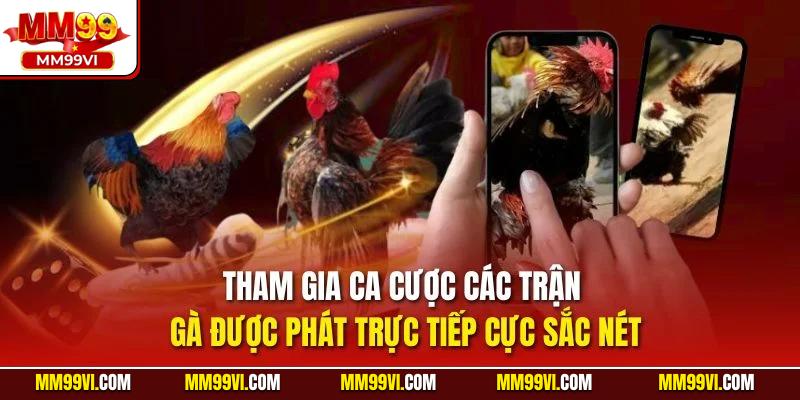 Tham gia ca cược các trận gà được phát trực tiếp cực sắc nét