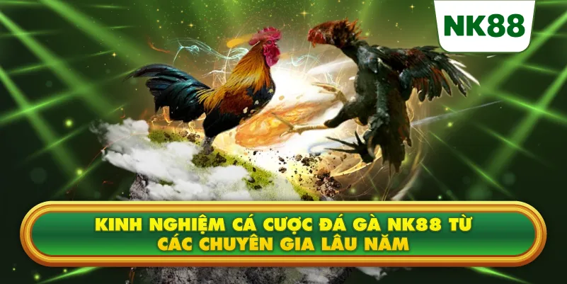 Kinh nghiệm cá cược Đá Gà NK88 từ các chuyên gia lâu năm